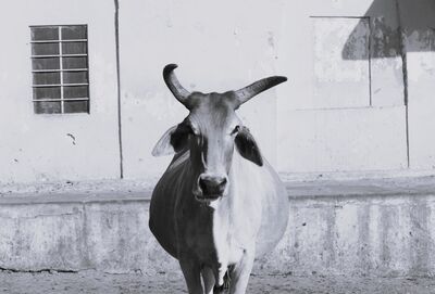 Black and white photograph of a long-horned zebu cow standing in front of a whitewashed building with a barred window