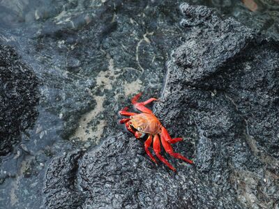 A bright red crab with pale claws resting on wet, dark volcanic rock