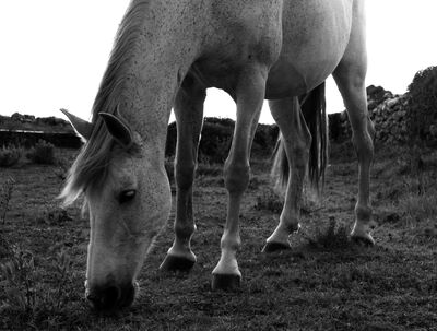 Black and white photograph of a pale horse grazing in a field bounded by a low stone wall