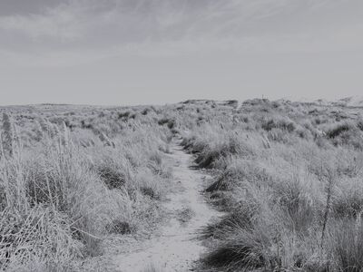Black and white photograph of a narrow sandy path winding through tall dune grass towards an open horizon