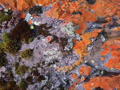 Close-up of a rock surface covered in bright orange, lilac and pale green lichen and moss